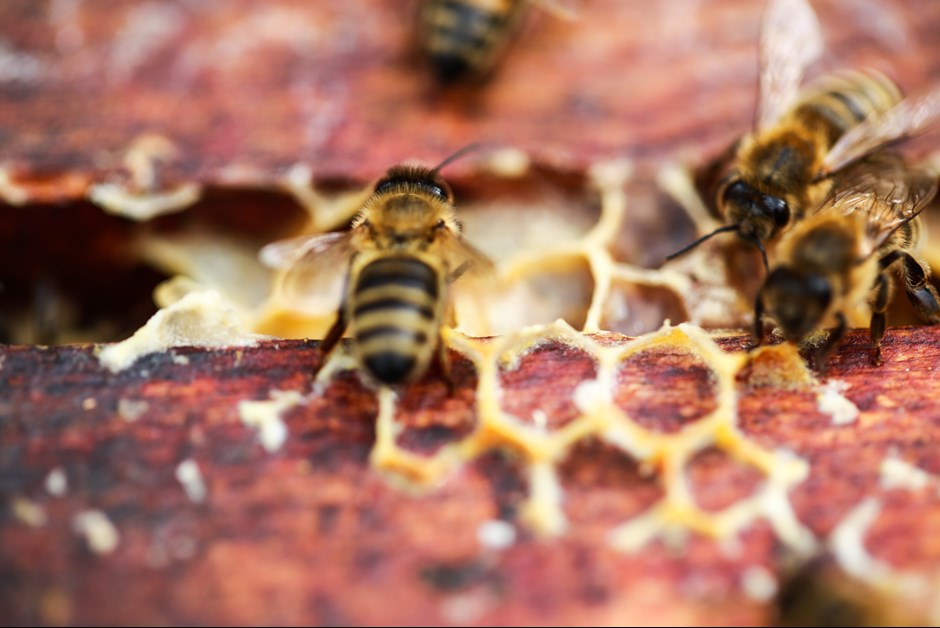 The Summer That Keeps on Giving ~ The Buzz on Bees with Bee Butler Michael King (August 2015)