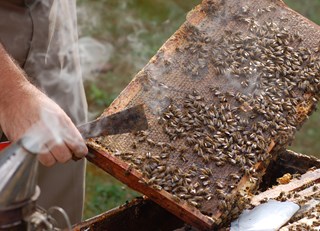 A HONEY OF A "TAKE-AWAY" ~ The Buzz on Bees with Bee Butler Michael King (August 2015)
