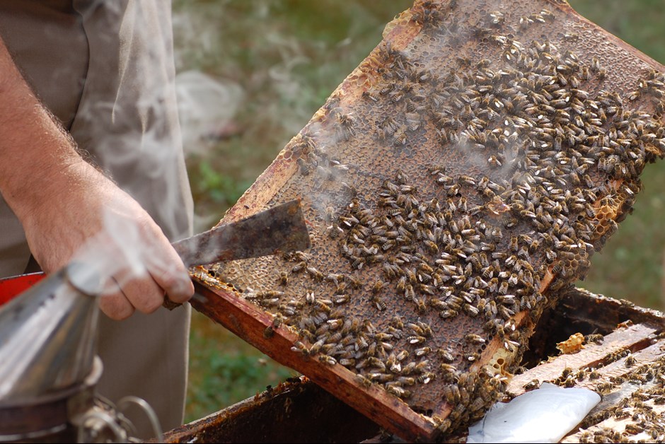 A HONEY OF A "TAKE-AWAY" ~ The Buzz on Bees with Bee Butler Michael King (August 2015)
