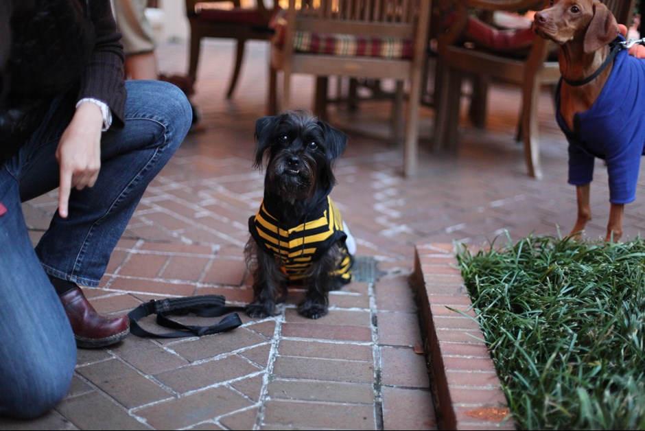 The Fourth Annual Howl-O-Ween Trick or Treating for Dogs at Fairmont 1