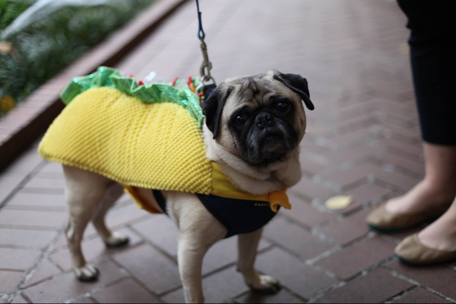 The Fourth Annual Howl-O-Ween Trick or Treating for Dogs at Fairmont 16