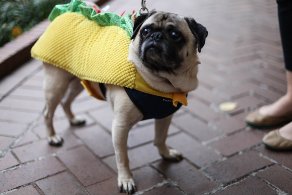 The Fourth Annual Howl-O-Ween Trick or Treating for Dogs at Fairmont 17