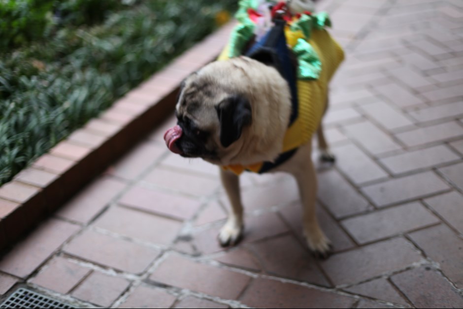 The Fourth Annual Howl-O-Ween Trick or Treating for Dogs at Fairmont 4