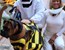 The Fourth Annual Howl-O-Ween Trick or Treating for Dogs at Fairmont