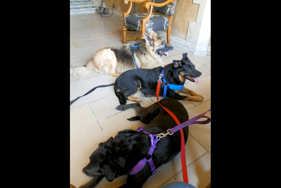 Holly, Pris and Samson in Mount Stephen Hall