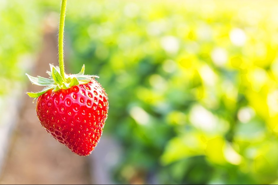 Strawberry Jam