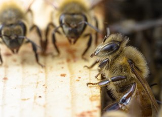 STRUGGLES IN THE COLONY - THE BUZZ ON FAIRMONT BEES WITH BEE BUTLER MICHAEL KING (JUNE 2016)