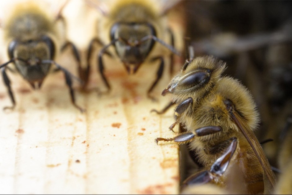 STRUGGLES IN THE COLONY - THE BUZZ ON FAIRMONT BEES WITH BEE BUTLER MICHAEL KING (JUNE 2016)