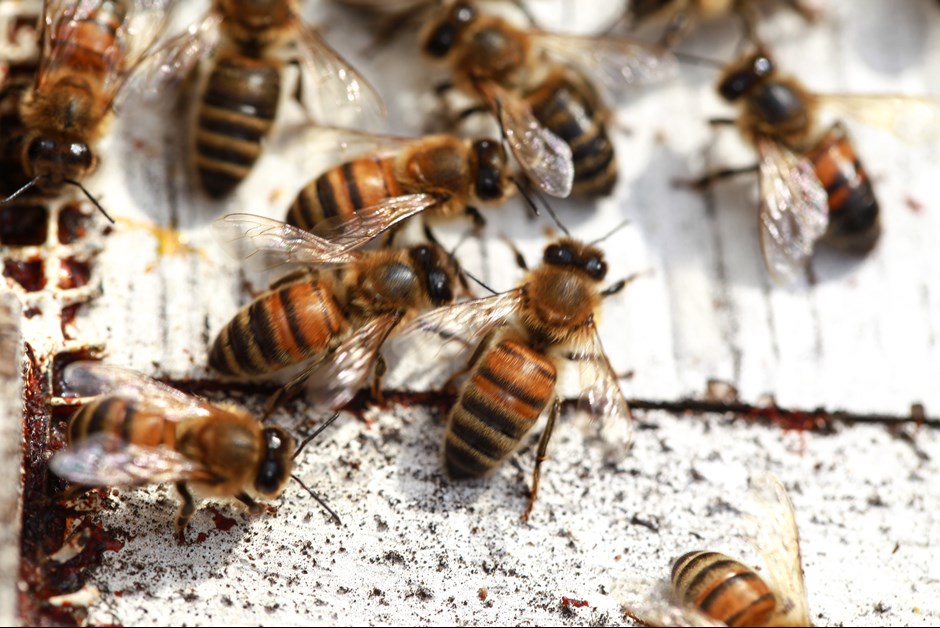 EVEN BEES NEED THEIR ZZZZs - THE BUZZ ON FAIRMONT BEES WITH BEE BUTLER MICHAEL KING (JULY 2016)