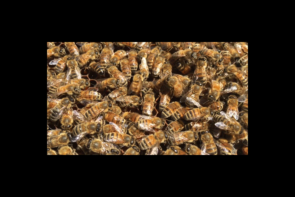 I NEED POLLEN AND NECTAR, CAN I CHARGE THAT? THE BUZZ ON FAIRMONT BEES WITH BEE BUTLER MICHAEL KING (AUGUST 2016)