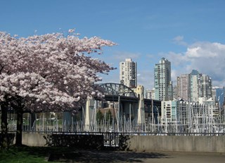 Fairmont Waterfront Cherry Blossom Run