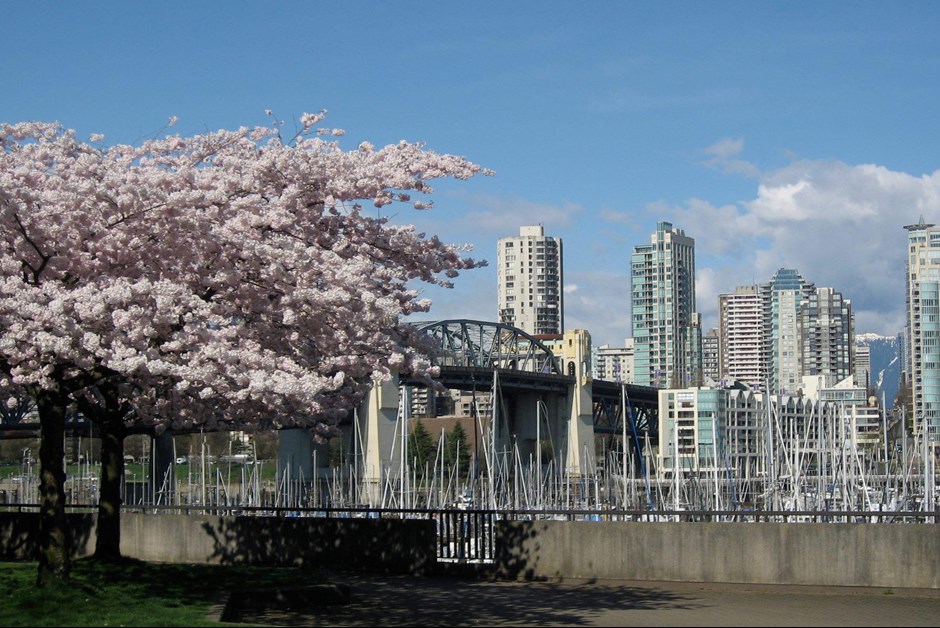 Fairmont Waterfront Cherry Blossom Run