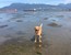 Ella’s Top 5 Places to Visit with your Dog in Vancouver