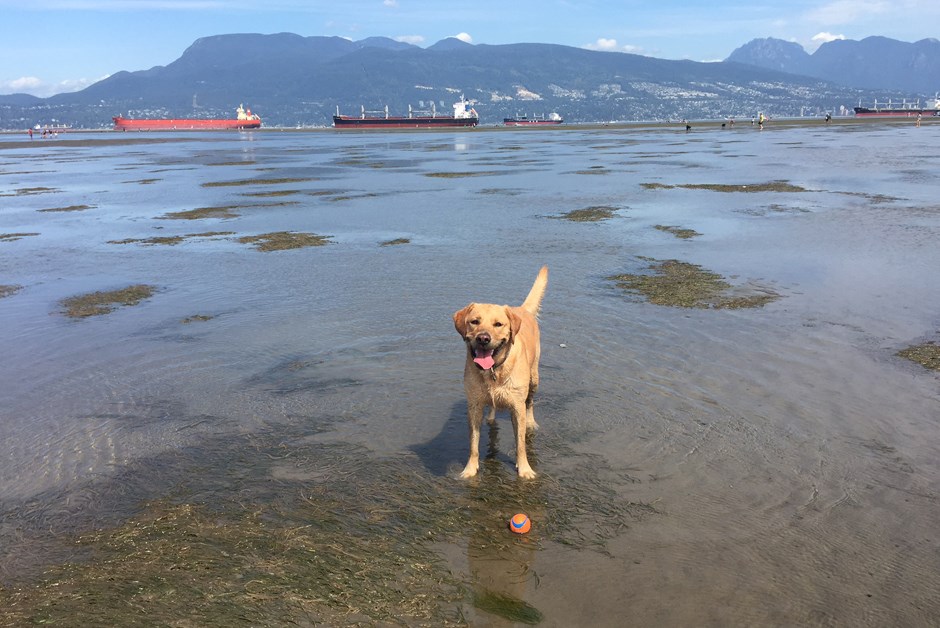 Ella’s Top 5 Places to Visit with your Dog in Vancouver