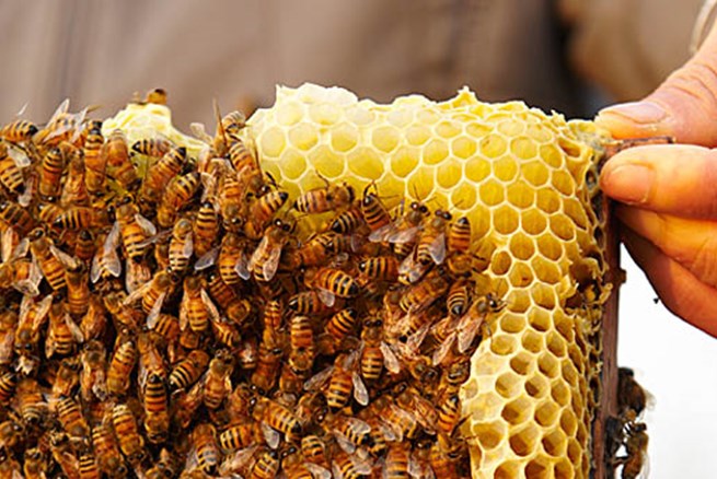 June is National Pollinator Month