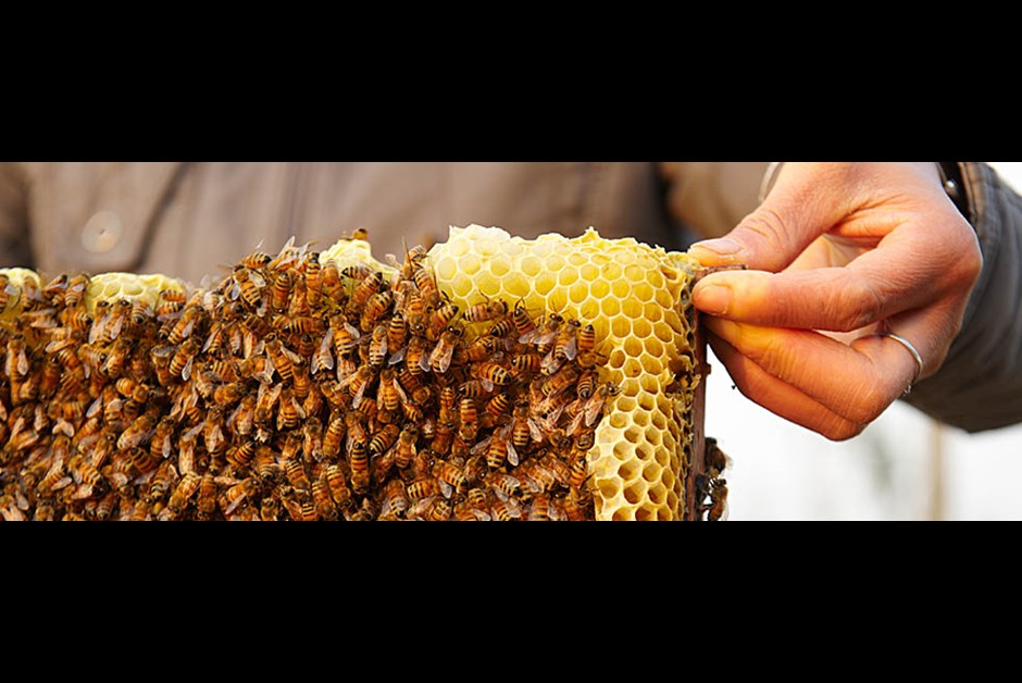 June is National Pollinator Month